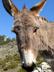 Image showing Donkey