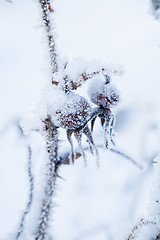 Image showing Snow covered roseberry