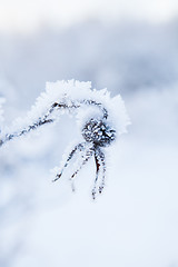 Image showing Snow covered roseberry