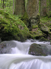 Image showing Trees and flowing water