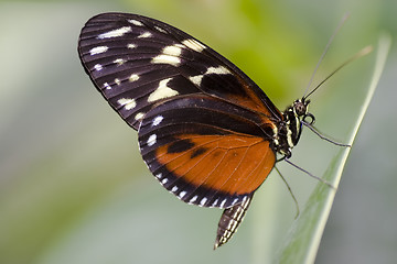 Image showing Butterfly - Heliconius hecale