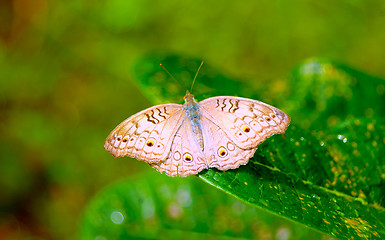 Image showing beautiful butterfly on leaf