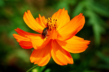 Image showing flee sitting on a yellow flower