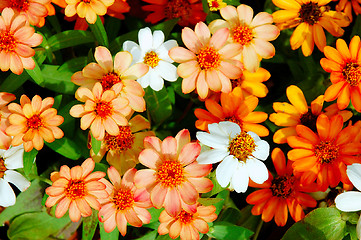 Image showing colourful seeniya flowers from a garden