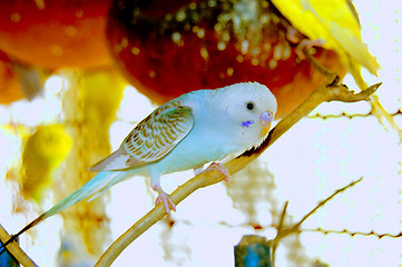 Image showing close up shot of a love bird