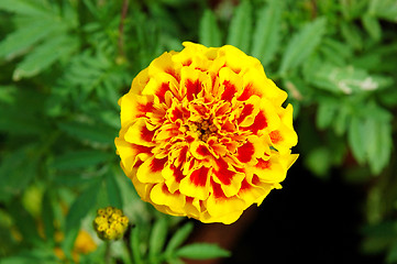 Image showing colourful flower from a garden