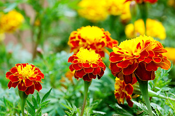 Image showing beautiful flowers from a garden