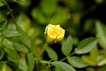 Image showing yellow rose