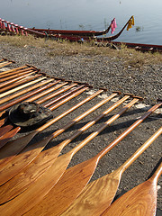 Image showing Oars for a dragonboat competition