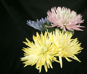 Image showing Spring Mums