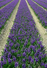 Image showing Hyacinth field