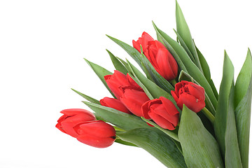 Image showing red tulips