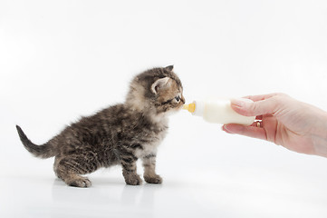 Image showing small kitten eating milk from the bottle
