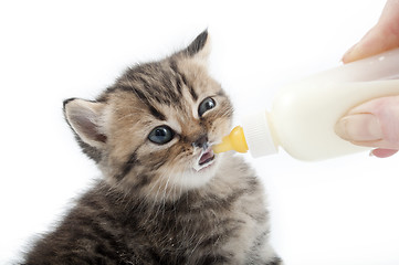 Image showing kitten milk feeding