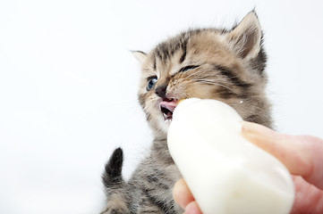 Image showing little kitten eating milk from the bottle