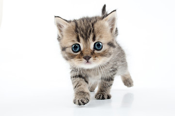 Image showing small Scottish straight kitten walking towards