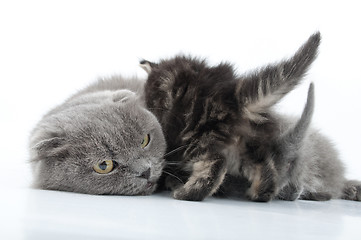 Image showing mother cat feeding kittens