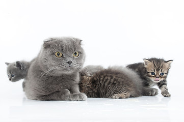 Image showing family portrait of Scottish fold cats