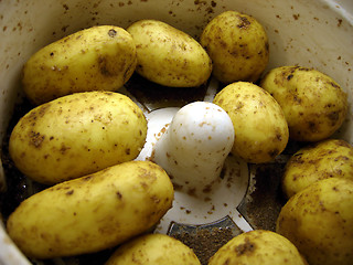 Image showing Potatoes, Peeling machine