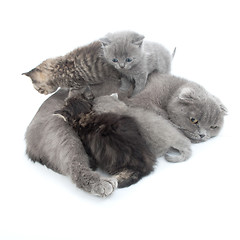 Image showing family portrait of Scottish fold cats