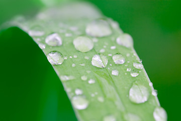 Image showing water droplets on a grass blade