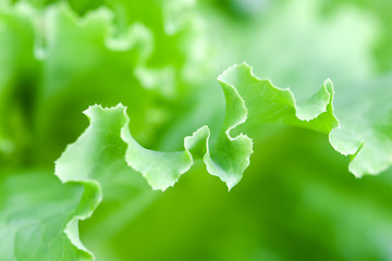 Image showing fresh lettuce leaf macro