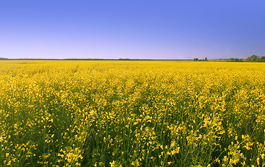 Image showing rape field