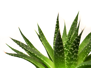 Image showing aloe vera leaves detailed