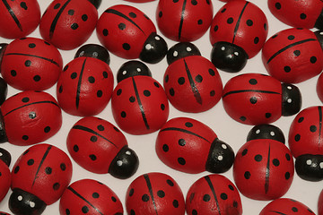 Image showing Ladybugs