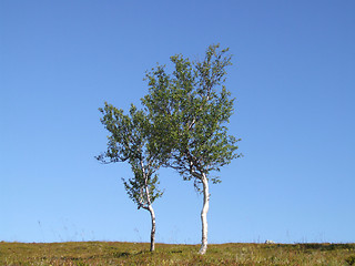 Image showing A pair of lonely birch trees