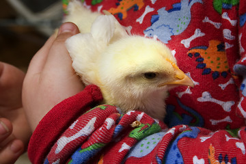 Image showing Spring Chicken