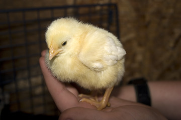 Image showing Chick