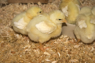 Image showing Baby Chicks