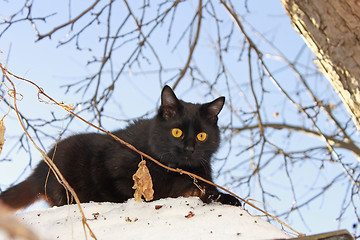 Image showing Young black cat outdoors