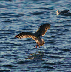 Image showing Birds flying