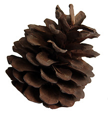 Image showing Pine-cone