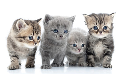 Image showing Portrait of young cats' group  . Studio shot. Isolated.