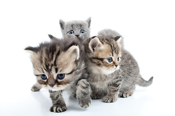 Image showing four kittens walking together