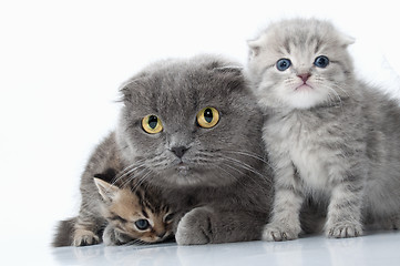 Image showing family portrait of Scottish fold ear mother cat with her kittens