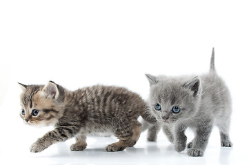 Image showing Two kittens walking towards together. Studio shot. Isolated over