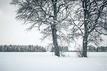 Image showing winter tree