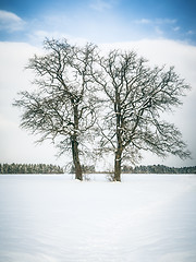 Image showing winter tree