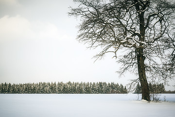 Image showing winter tree