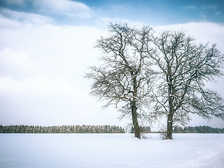 Image showing winter tree