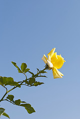 Image showing Yellow Rose