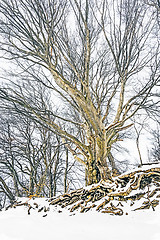 Image showing winter tree