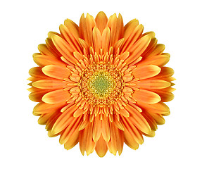 Image showing Orange gerbera 