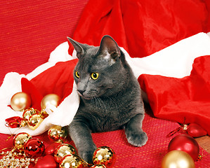 Image showing Christmas cat