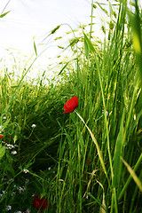 Image showing Poppy in the meadow