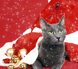 Image showing Christmas cat